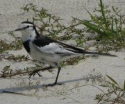 IMG_3920 Interesting Wagtail 3 @ RDBT.JPG