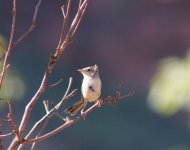 Fairy wren Victoria River 4.jpg