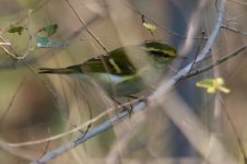 Pallas's Leaf Warbler.jpg