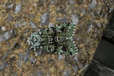 Merveille du Jour 17.10.15.JPG