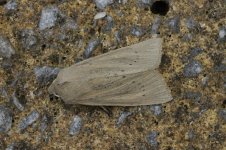 Large Wainscot 17.10.15.JPG