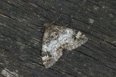 Common Marbled Carpet 17.10.15.JPG