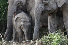 bornean elephant group.JPG