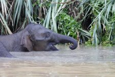 elephant swimming.JPG