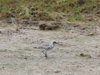 Apr15 Grey plover 01.JPG