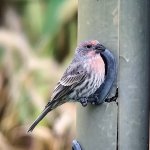 housefinch2.jpg