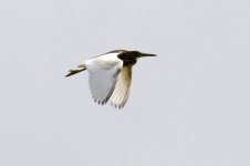 Chinese Pond Heron.jpg