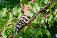 Hoopoe.jpg