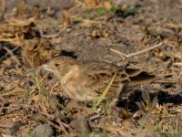 Flappet Lark KEN 5591.JPG