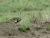 Black-bellied Bustard (male) UGA 2451.JPG