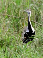 Black-bellied Bustard (male) UGA 3693.JPG