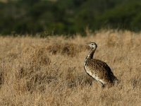 Hartlaub's Bustard (male) KEN 7182.JPG