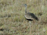 Bustard (male) KEN 9592.JPG