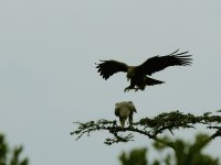 Tawny Eagle KEN 6975.JPG