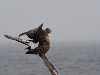 White-tailed Eagle (couple mating) JPN 7637.JPG