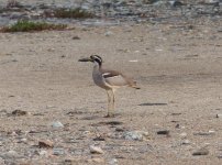 beach thick-knee.jpg