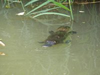 duck-billed platypus.jpg