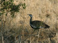 Bustard KEN 7168.JPG