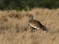 Bustard KEN 7186.JPG