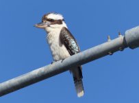 Laughing kookaburra.jpg