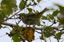 Chestnut Flanked White Eye.jpg