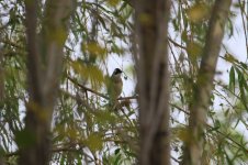 Light-vented Bulbul.jpg