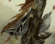 black and white warbler.jpg