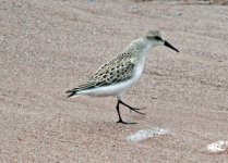 Semi Palmated Sandpiper.jpg