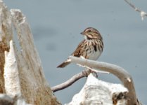 Song Sparrow.jpg