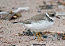 Semi Palmated Plover.jpg