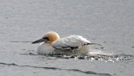 Gannet.jpg