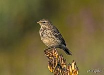 pipit (1).jpg