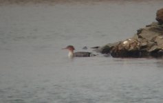 Red-breasted Merganser.jpg