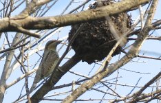 IMG_3962 Wryneck with tree ant nest @ RDBT.JPG