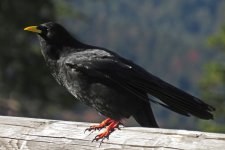 Alpine chough 2.jpg