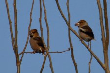 Hawfinch.jpg