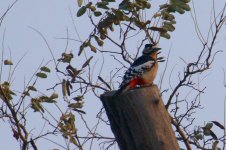 Great-spotted Woodpecker.jpg