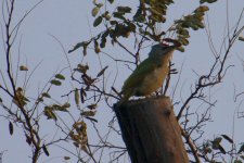 Grey-headed Woodpecker (2).jpg