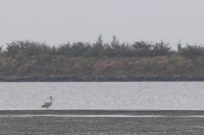 Dalmatian Pelican (02) - Copy.jpg