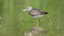 IMG_3238 Grey-tailed Tattler @ Shui Hau.JPG