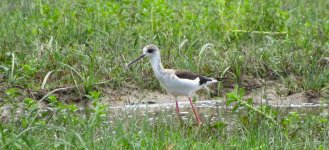 IMG_3267 Black-winged Stilt @ Pui O.JPG