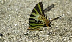 IMG_3258 Five-striped Swordtail @ Pui O.JPG