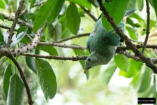 Black-chinned Fruit Dove 2.jpg