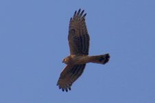 Pied Harrier.jpg