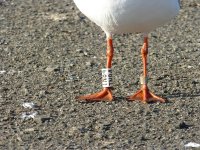 Black Headed Gull TN84 Grey Heron Closeup.jpg