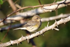 Yellow-rumped Warbler us 2.jpg