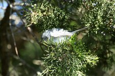 Blue-grey Gnatcatcher us 1.jpg