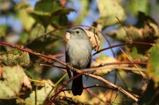 Grey Catbird us 1.jpg