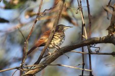 Brown Thrasher us 1.jpg