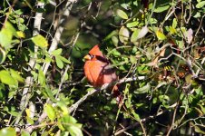 Northern Cardinal us 2.jpg